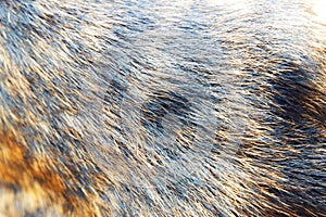 Brown plus black pattern fur hair texture of dog