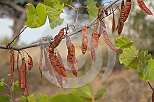 Brown pod fruits of a Judas tree