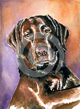 Brown pointer