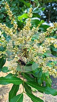 brown poisonous wasp sucking honey on longan flower