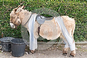 Brown Poitou donkey in typical pant in Saint Martin de Re, France