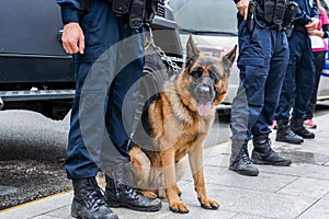 Brown police dog-German shepherd with armed police on duty