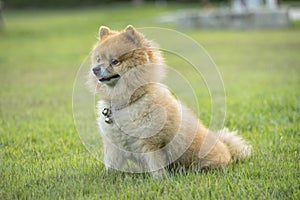 Brown Pomeranian dog is awake