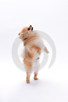 Brown pomeranian dog on white background.