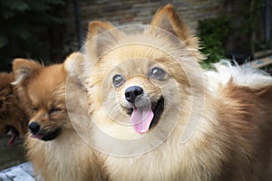 Brown Pomeranian dogs