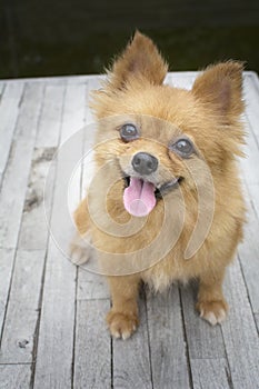 Brown Pomeranian dogs