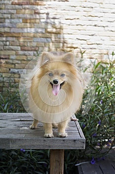 Brown pomeranian puppy standing on wood table