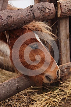 Brown pony