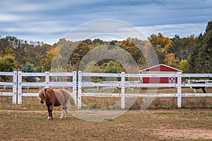 Brown pony with blond mane walks next to white picket fence and red barn surrounded by fall foliage on a sunny afternoon