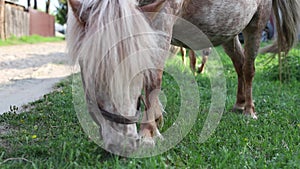 Brown pony eating green grass and shrugs off flies. Red haired little pony walks by. Closeup