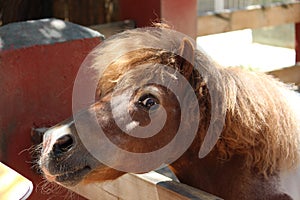 Brown pony photo
