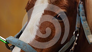 Brown pony eyes and head close up, pony attached inside stable