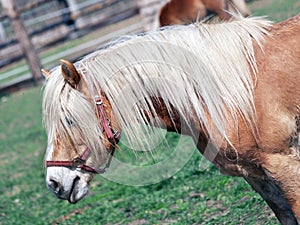 Brown pony in field