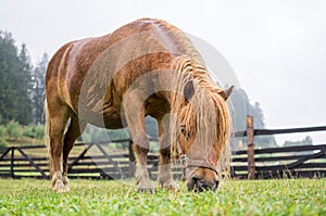 Brown pony grazing