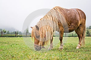 Brown pony grazing