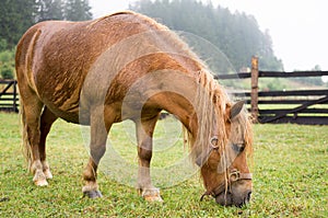 Brown pony grazing