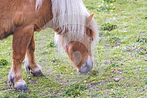Brown pony grazing on a meadow