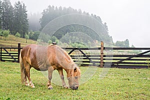 Brown pony grazing