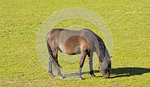 Brown pony grazing in the paddock