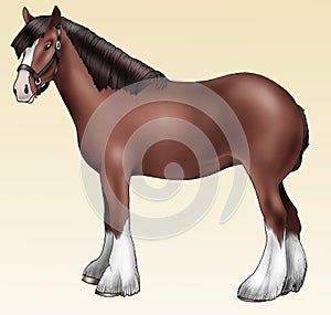 Brown pony - Shire breed