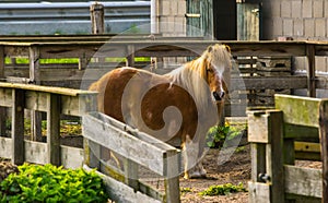 Brown pony with white forehead, standing in the paddock with the fence open