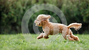 Brown poodle puppy dog with toy in mouth running on the grass