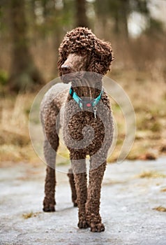 Brown poodle standing in the springtime forest ready for action. Outdoor dog portrait