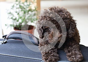 Brown Poodle on suitcase