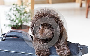 Brown Poodle on suitcase