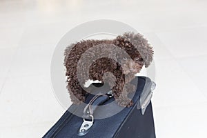 Brown Poodle on suitcase