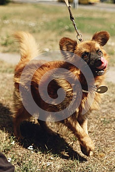 Brown positive funny dog from shelter with amazing look posing o