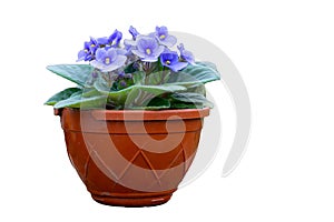 Brown pot with African violet flower isolated on white photo