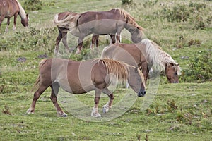 Brown pottoka horses
