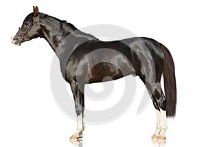 The brown powerfull Arabian stallion stand isolated on white background. s