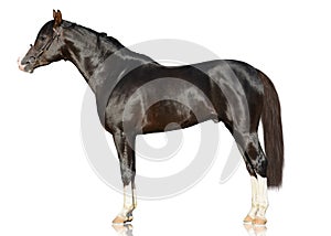 The brown powerfull Arabian stallion stand isolated on white background. s photo