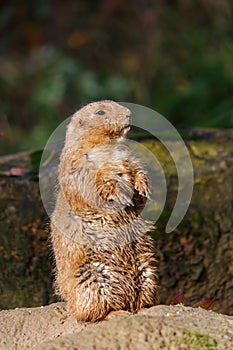 Brown Prairie Dog standing Upright Looking away from the Camera