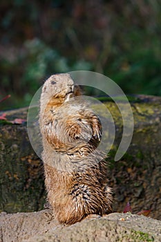 Brown Prairie Dog standing Upright Looking at Camera