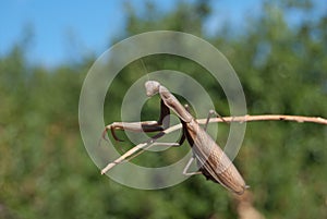 Brown Praying mantis