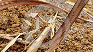 Brown Praying Mantis at Dried Leaves and Soil