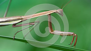brown praying mantis on a leaf, slim and gracious insect but dreadful predator for the small ones. macro photo 