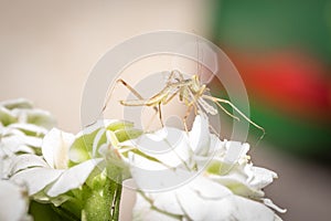 Brown Praying Mantis nymph on a flower eating an insect