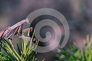 Brown praying mantis sits among pine needles