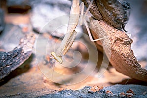 Brown Praying Mantis sitting on Tree bark, Cape Town