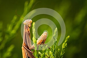 Brown praying mantis on tree. Mantis religiosa