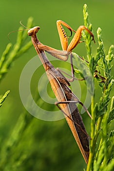 Brown praying mantis on tree. Mantis religiosa