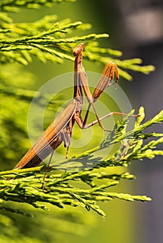 Brown praying mantis on tree. Mantis religiosa