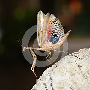 Brown praying mediterranean mantis show her wings