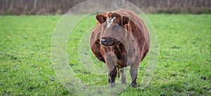 Brown pregnant cow standing in the meadow. Front view.