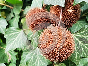 Brown, prickly nuts of the platanus