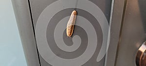brown Puerto Rico slug on door with slime trail